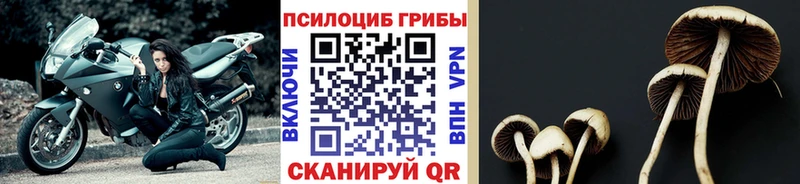 где продают   Верхотурье  Псилоцибиновые грибы мицелий 